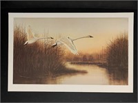 "Coming Home Swans" Jim Michielsen Limited Edition