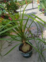 Ponytail palms