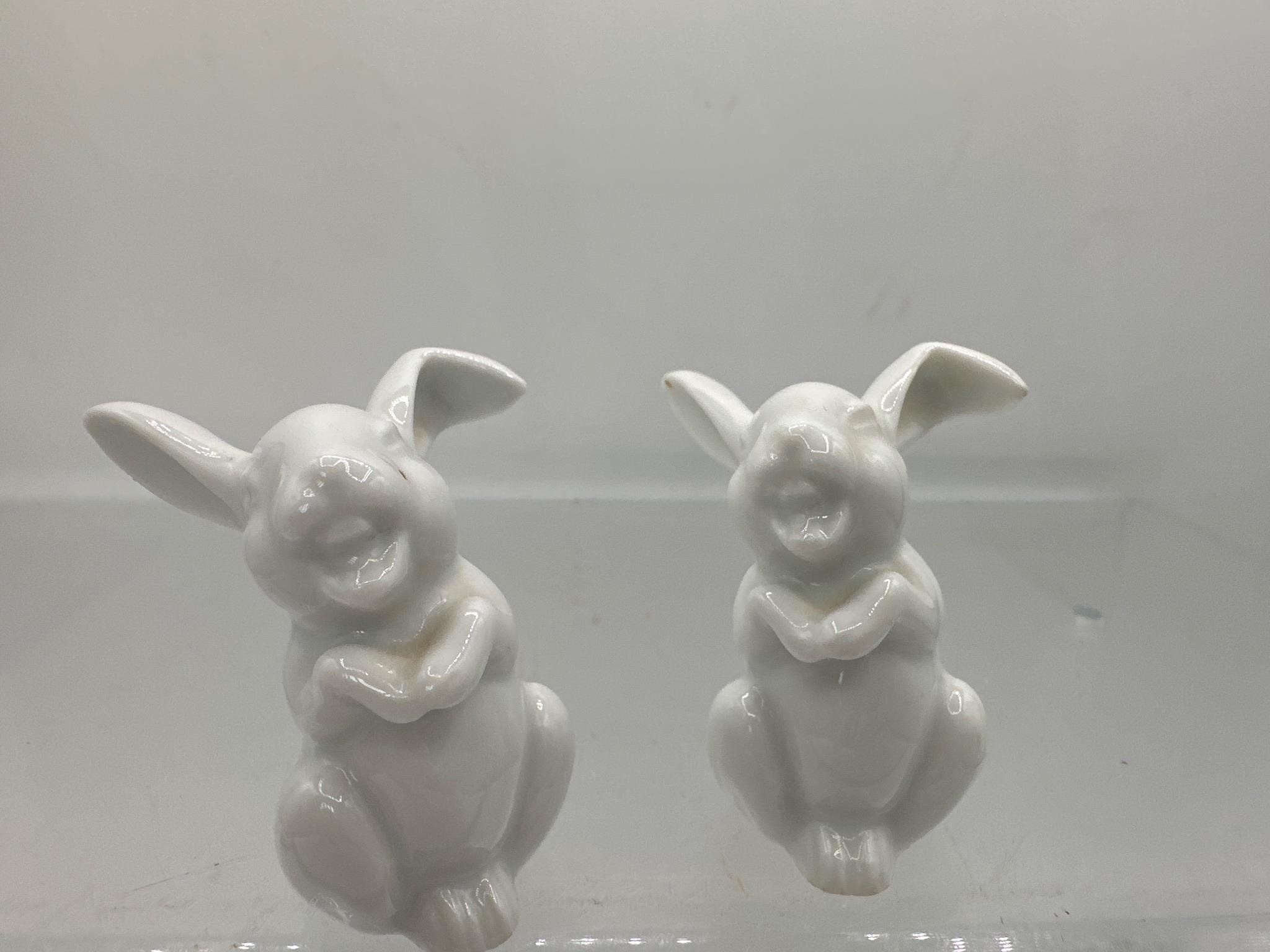 Rosenthal mini rabbits