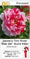 3 Japanese Peony Red & White Dao Jin Trees