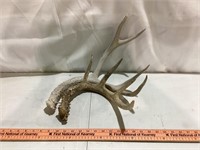 Antler sheds