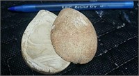 Genuine Fossil Dinosaur Egg