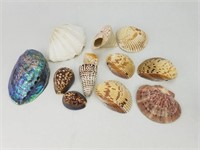 Group of Sea Shells