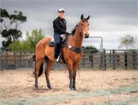 (VIC) CONNERY - ASH GELDING