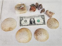 Various Rocks/Minerals And Sand Dollars