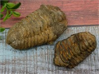 TRILOBITES ROCK STONE LAPIDARY SPECIMEN