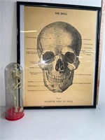 Vintage poster human skull 29 x 23and mini human