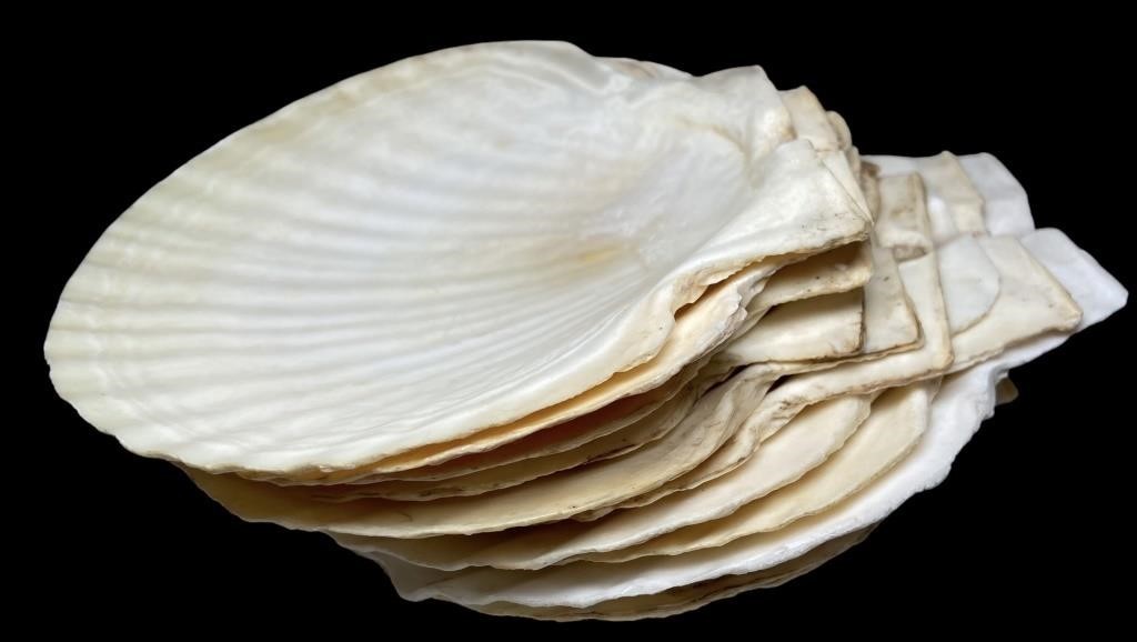 Authentic Shell Dishes