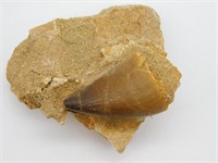 DINOSAUR TOOTH IN MATRIX ROCK STONE LAPIDARY SPECI