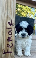 FEMALE SHIH POO PUP . NO PAPERS. BORN 4/20/24