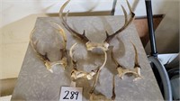 Lot of Deer Antlers