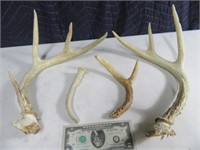 (4) asst Deer Antlers