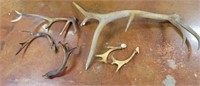 GROUP OF ANTLER SHEDS