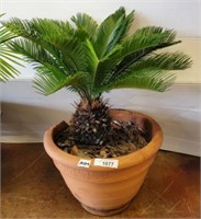 LIVE PALM TREE IN PLANTER