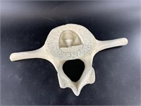 Whalebone vertebrae carving 16"