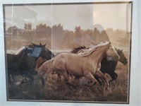 27x23 Wild Stallions Framed Print