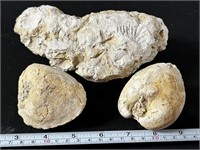 Lot of 3 Fossils