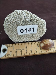 Fossilized Coral & Small Shell