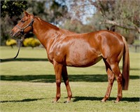 (NSW) ANCIENT ROME - THOROUGHBRED MARE