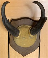 Pronghorn Mounted Horns