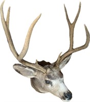 Mule Deer Mount 3 x 3