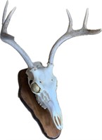 Whitetail Sun Bleach Skull 6 Points