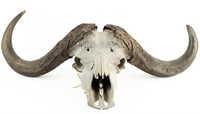 Cape Buffalo Skull And Horns Taxidermy