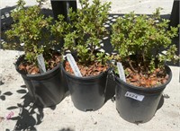 3 Lots /1ea 1 Gal Mandarin Tango Potentilla