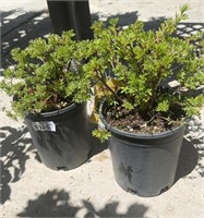 2 pots of Goldfinger Cinquefoil