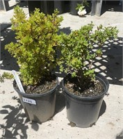 2 Lots /1ea 1 Gal Marmalade Potentilla