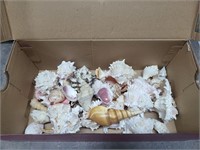 Box shells