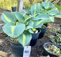 (4) Hosta June - 2 gallon