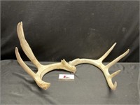 Antlers