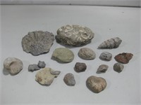 Assorted Fossils Largest 4.5"x 4.5"