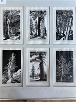 Six Panel Tree Lithographs
