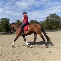 (NSW) ELL - THOROUGHBRED MARE