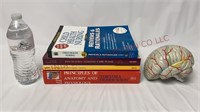 Nursing & Anatomy Books, Anatomical Brain Model