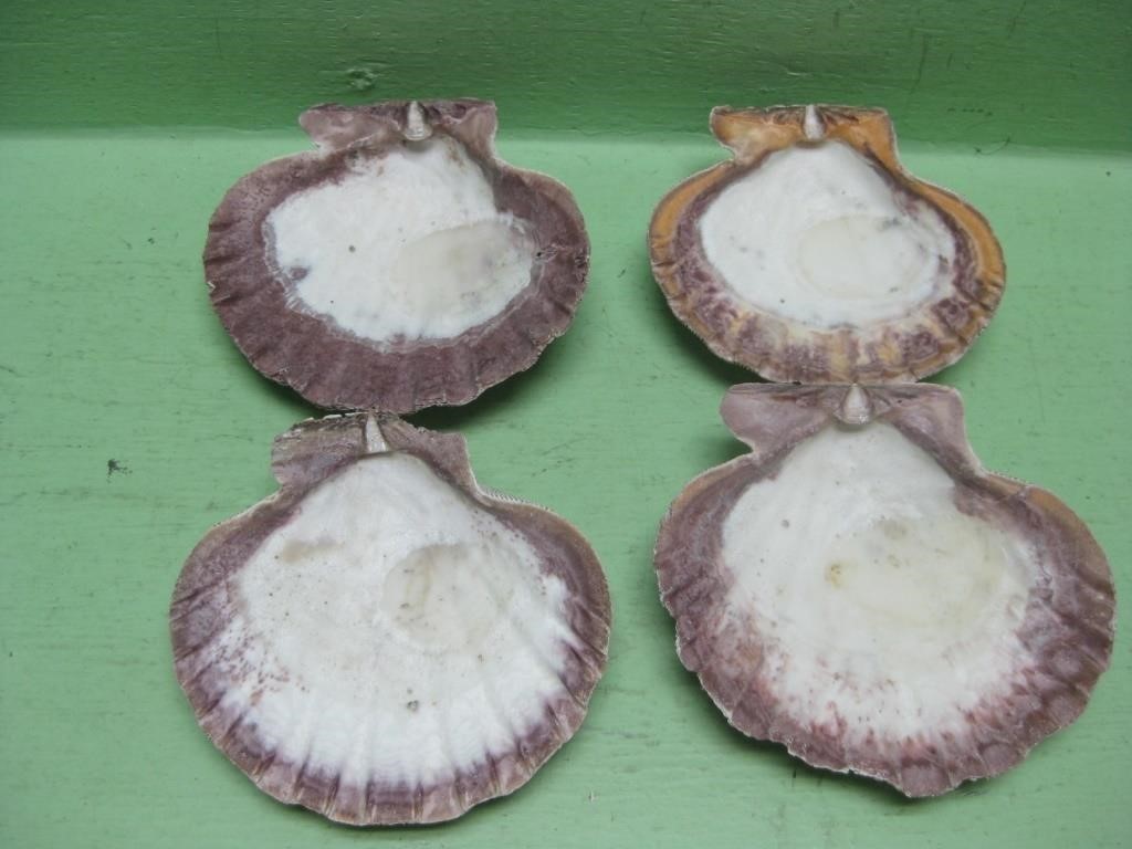 Four Scallop Shells