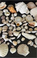 SHELLS FROM THE OCEAN