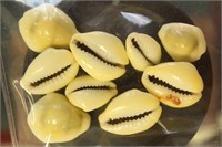 Fiji Cowrie Shell Money, group of 9