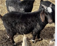 Wether- Boer Goat- Yearling