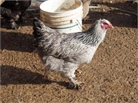 2 HENS- Brahma Cross- 2023 hatch