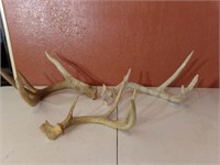 Antlers (3)