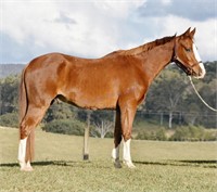 "Topaz" 2020 QH x Arab Gelding