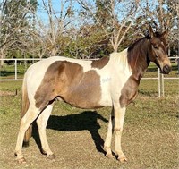 "Dusty" 2014 SH x Gelding