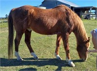 "Macaroni" Approx. 2004 SH Gelding