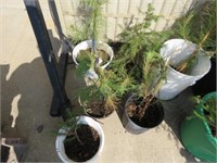 GROUP OF SMALL POTTED PINE TREES (6)