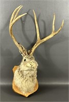 Eight Point Whitetail Jackalope Mount