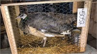 Ind. Blue Split To Bronze Wh. Eyed Peahen - 5 Yrs