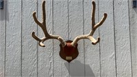 Velvet Mule Deer Wall Mount